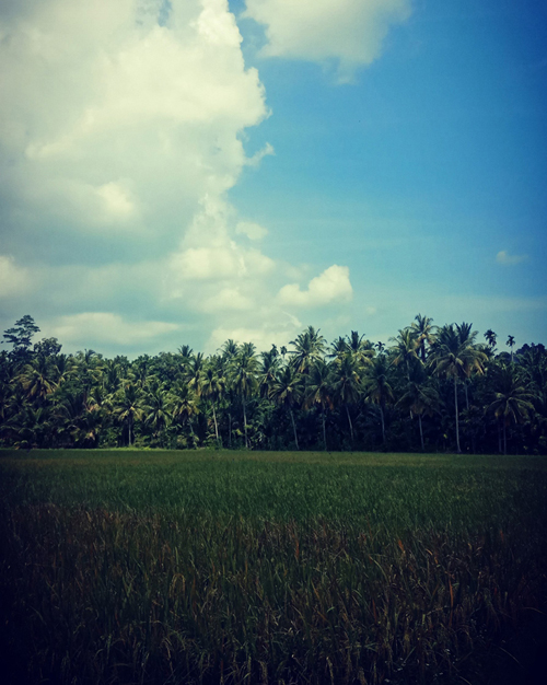 Gambar 15